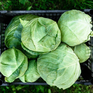 Oddly Cabbage